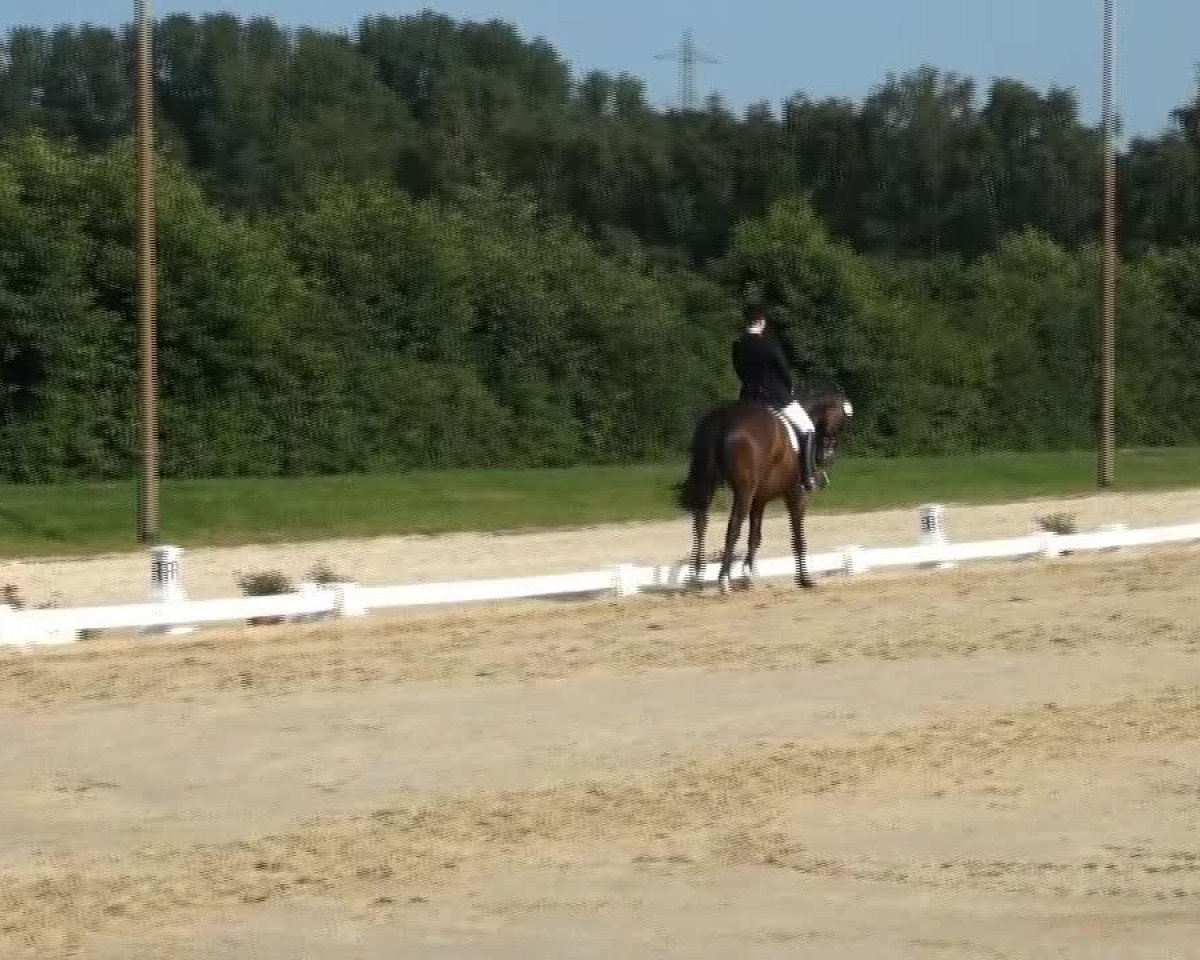 dressage horse Quixote Beowulf (Hanoverian, 1998, from Brentano II)