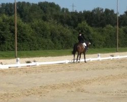 dressage horse Quixote Beowulf (Hanoverian, 1998, from Brentano II)