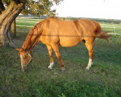 Zuchtstute Jenny (Österreichisches Warmblut, 1998, von Fresko-40)