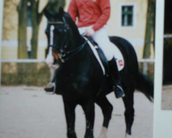 stallion Fresko-40 (Austrian Warmblood, 1977, from Fetisch-5)