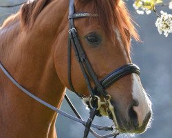 dressage horse Eskalon 2 (Hanoverian, 2007, from Earl)