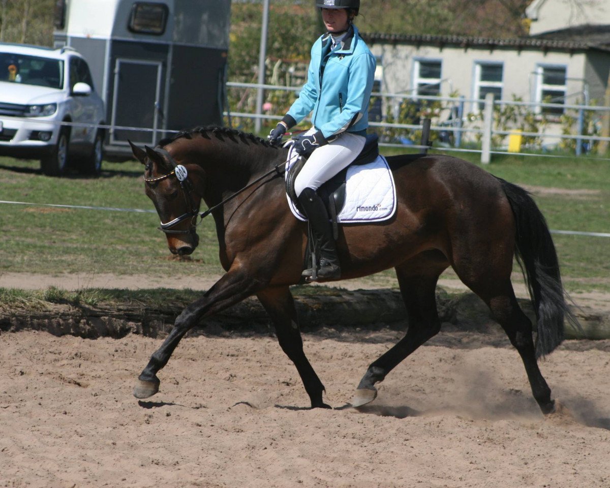 broodmare Stine H (Hanoverian, 2009, from Stakkato)