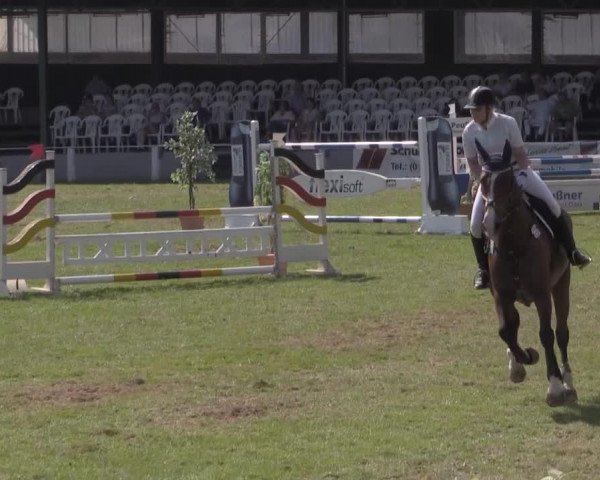 jumper Lando 240 (Hanoverian, 1998, from Landkönig)