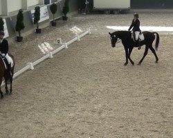 dressage horse Ghostbuster 36 (Hanoverian, 1993, from Grosso Z)