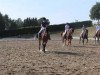 dressage horse Colorado Beetle 2 (Hanoverian, 1996, from Compliment)