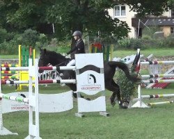 jumper Charming Boy 36 (Hanoverian, 1998, from Compliment)