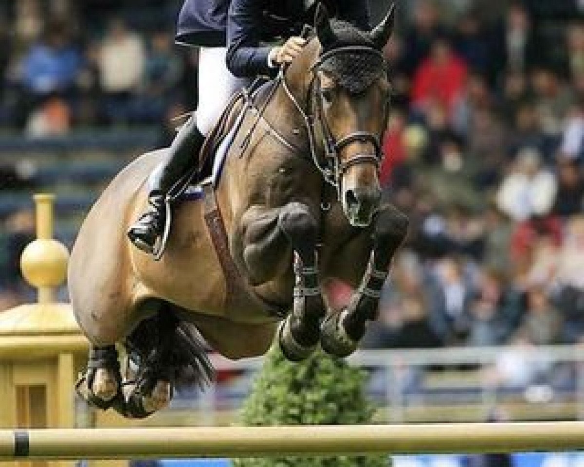 Pferd Rufus (KWPN (Niederländisches Warmblut), 1998, von Landaris)