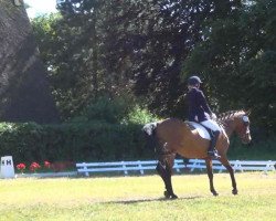 dressage horse Angie M (Hanoverian, 1993, from Aalborg)