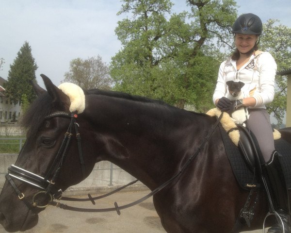 dressage horse Herzenslust (Hanoverian, 2005, from Hochadel)