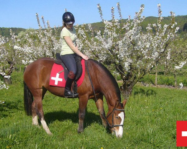 horse Livia (Freiberger, 2011, from Hontario)