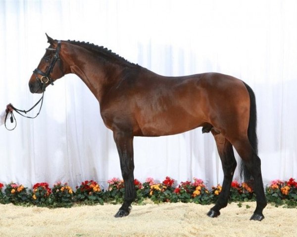 stallion Firenze DVH (Danish Warmblood, 2003, from Fanal Prydsholm)