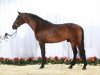 stallion Firenze DVH (Danish Warmblood, 2003, from Fanal Prydsholm)