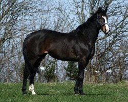 broodmare Aki-Mykéne Amor (Danish Warmblood, 2002, from Akinos)