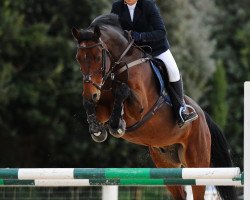 horse Vasco X (Belgian Warmblood, 1998, from Espri)