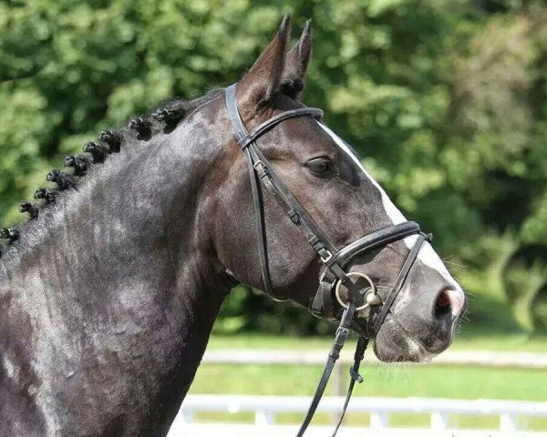 stallion Linus 399 (Sachs-door. Heavy Warmbl., 2011, from Lord Udo)