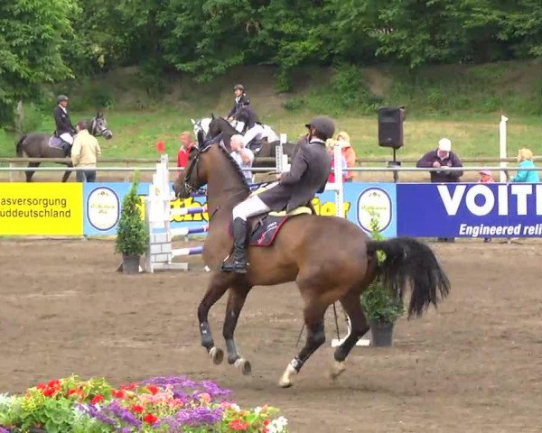 jumper Carlo B 3 (Hanoverian, 1999, from Calido I)