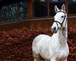 broodmare Caylie Coco (Holsteiner, 2008, from Cantanis)