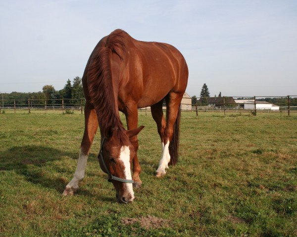 Dressurpferd Don Capriccio (Oldenburger, 2003, von Bmc Don Cardinale)