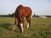 dressage horse Don Capriccio (Oldenburg, 2003, from Bmc Don Cardinale)