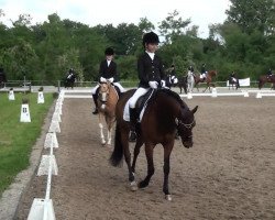 dressage horse Debby Z (German Riding Pony, 2007, from Dumbledor AT)