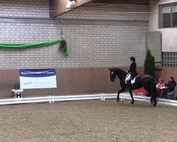 dressage horse Worldgirl (Hanoverian, 1998, from Weltruhm)