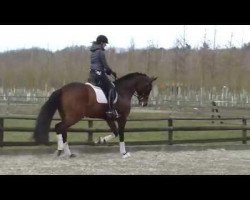 dressage horse Fandango von Nymphenburg (Hanoverian, 2011, from Fürst Romancier)