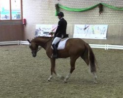 dressage horse Rio 266 (Westphalian, 2009, from Riccio)