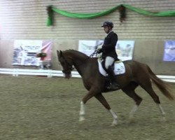 dressage horse Benissario M (Oldenburg, 2009, from Belissimo NRW)