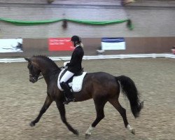 dressage horse Danthano (Oldenburg, 2002, from Danny Wilde)