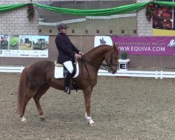 dressage horse Dream of Hope 2 (Westphalian, 2006, from Del Cento)