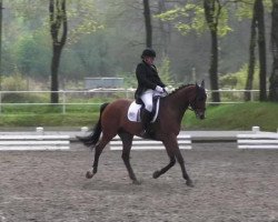 dressage horse Power 69 (Hanoverian, 2004, from Prince Thatch xx)