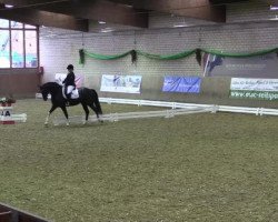 dressage horse Stella M (Westphalian, 2007, from Sir Oldenburg)