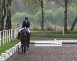 dressage horse Fine Time 17 (Oldenburg, 2003)