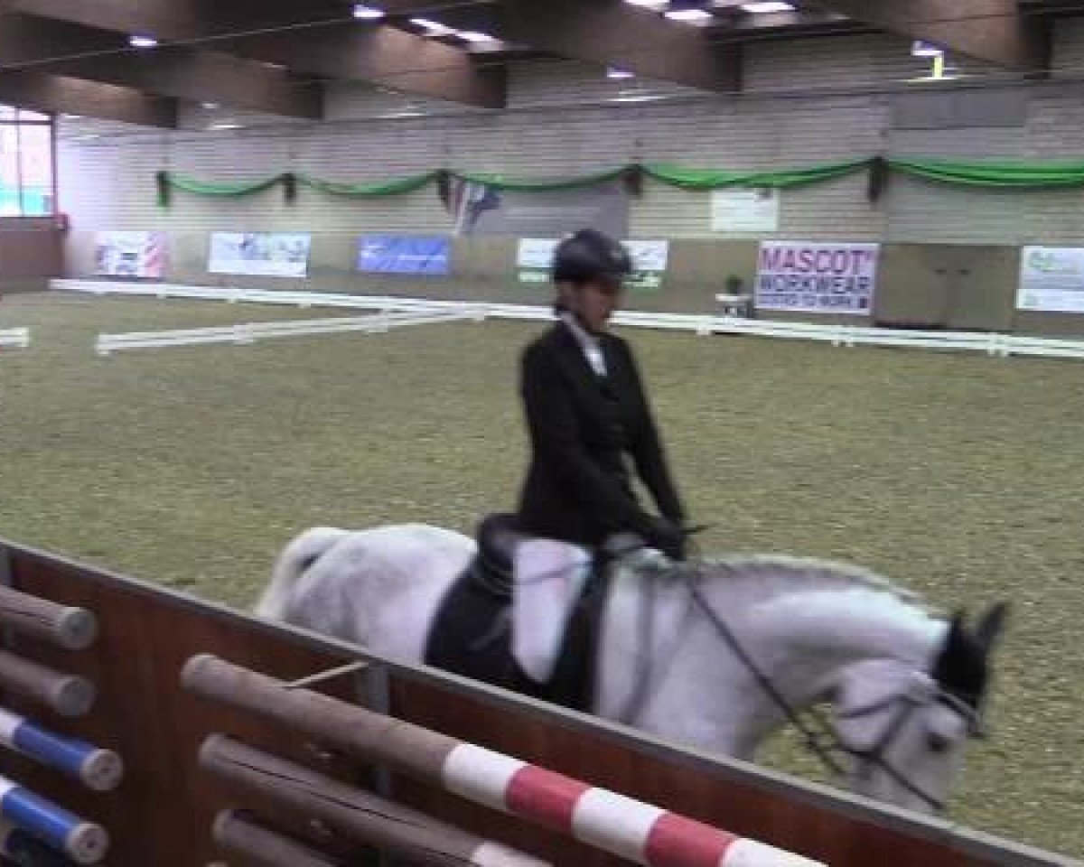 jumper Came Saw Conquered (Italian Warmblood, 2005, from Acorado II)
