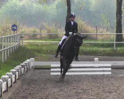 dressage horse Delpiero (Oldenburg, 2004, from Del Gado)