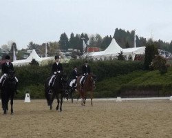 dressage horse Pellegrino conGas (Belgian Warmblood, 1992, from Kimball)