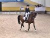 dressage horse Duke of Swing (Oldenburg, 2007, from Don Romantic)