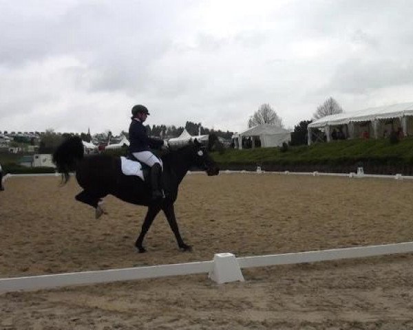 dressage horse Don la Rose (Hanoverian, 2003, from Don Frederico)