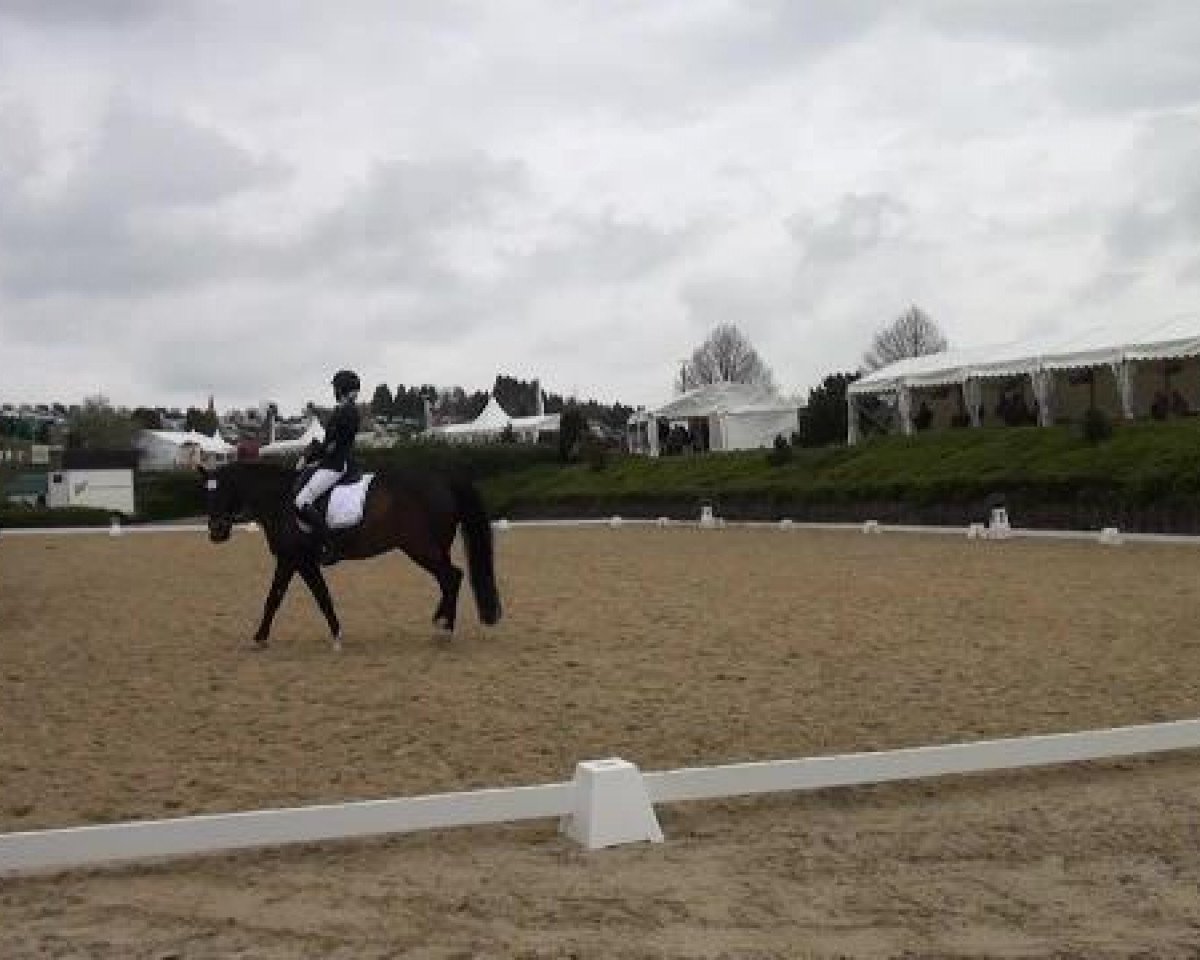 dressage horse Be happy 49 (Rhinelander, 2008, from Biasini)
