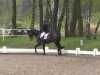 dressage horse Maranello 13 (Trakehner, 2002, from Friedensfürst)