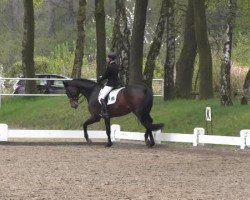 dressage horse Maranello 13 (Trakehner, 2002, from Friedensfürst)