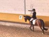 dressage horse Bonaparte S (German Riding Pony, 2000, from Boticelli 4)