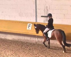 dressage horse Bonaparte S (German Riding Pony, 2000, from Boticelli 4)