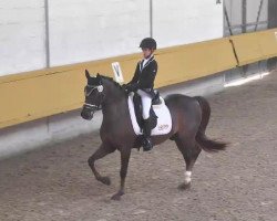 dressage horse No Limit 24 (German Riding Pony, 1998, from Speyksbosch Nelson)