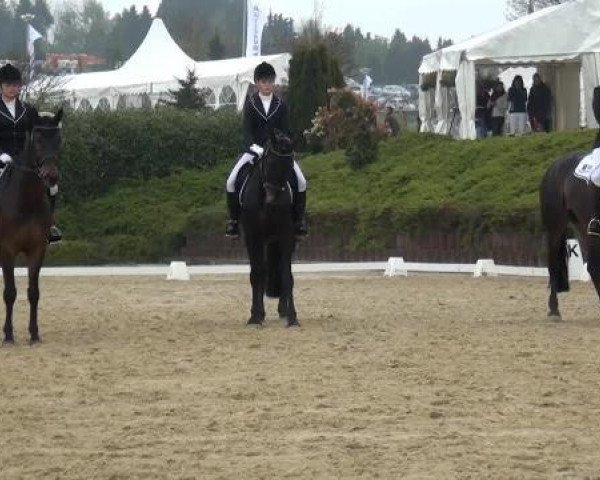 dressage horse Remind of Magic (Oldenburg, 2002, from Danny Wilde)