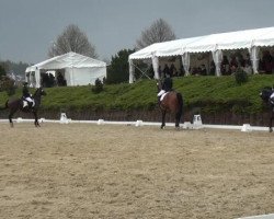 dressage horse Hengeland's Aras (Welsh, 1999, from Wester Aikema's Nando)