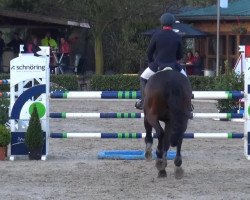 jumper Conan 36 (KWPN (Royal Dutch Sporthorse), 2006, from Contendro II)