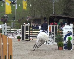 Springpferd Festa van't Elzenhout (Belgisches Warmblut, 2005, von Upsilon van de Heffinck)