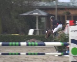 jumper Cassiopeia Cara (Oldenburg show jumper, 2005, from Colander)