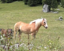 dressage horse Datjana (Haflinger, 1990, from Nestroy)